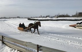 Farm tour and horse-drawn carriage ride